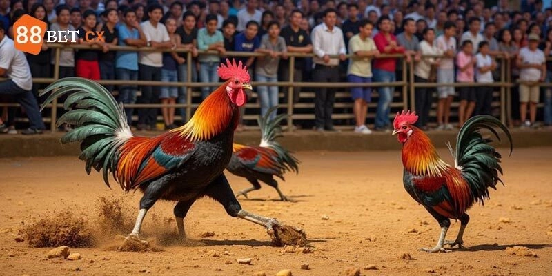 Đá Gà Campuchia Hình Thức Giải Trí Hấp Dẫn Và Thu Hút Đá Gà Campuchia Hình Thức Giải Trí Hấp Dẫn Và Thu Hút