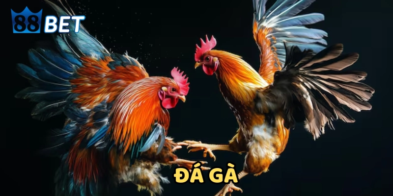 Đá gà Khái niệm Đá Gà online